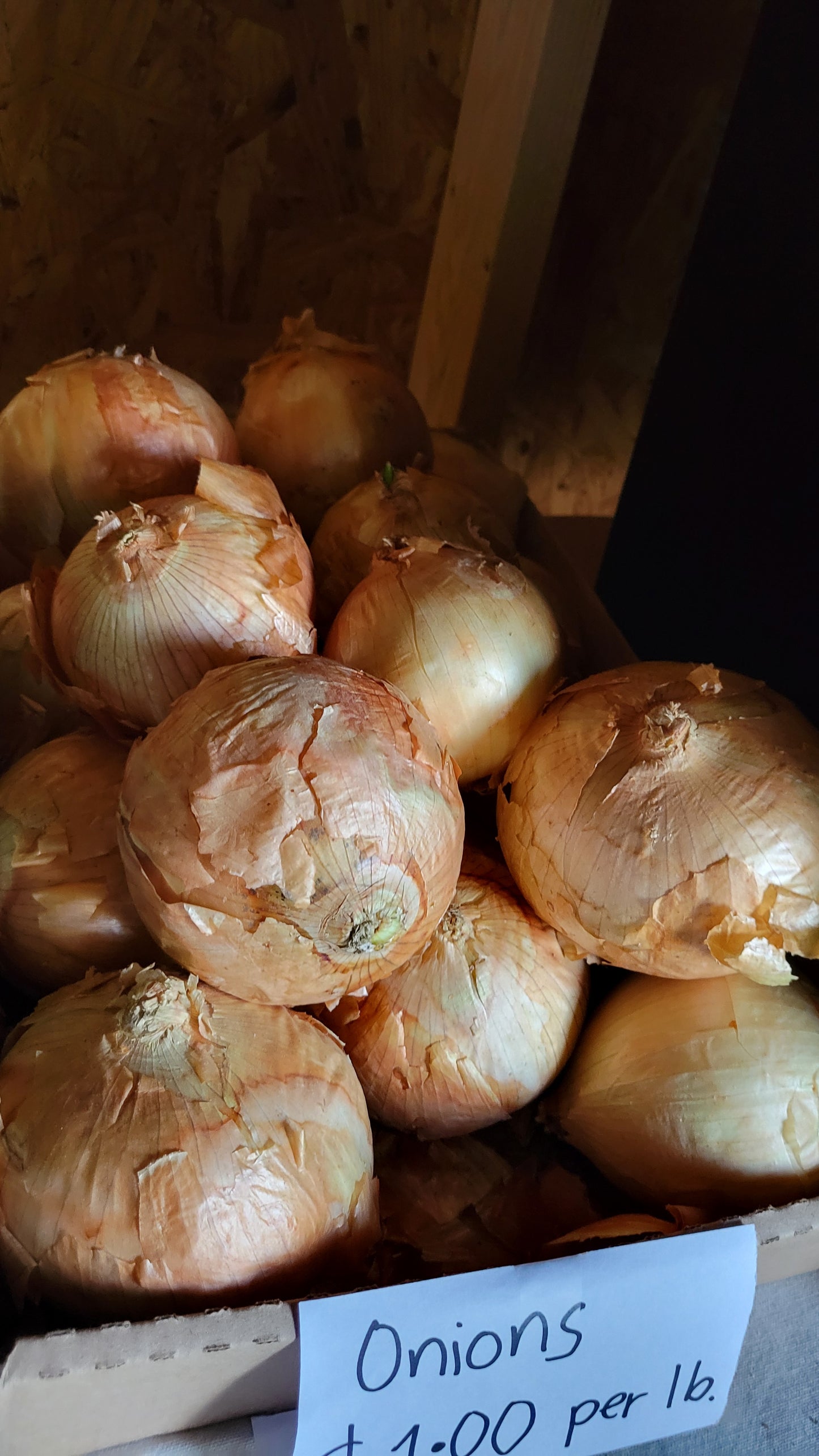Onions, yellow