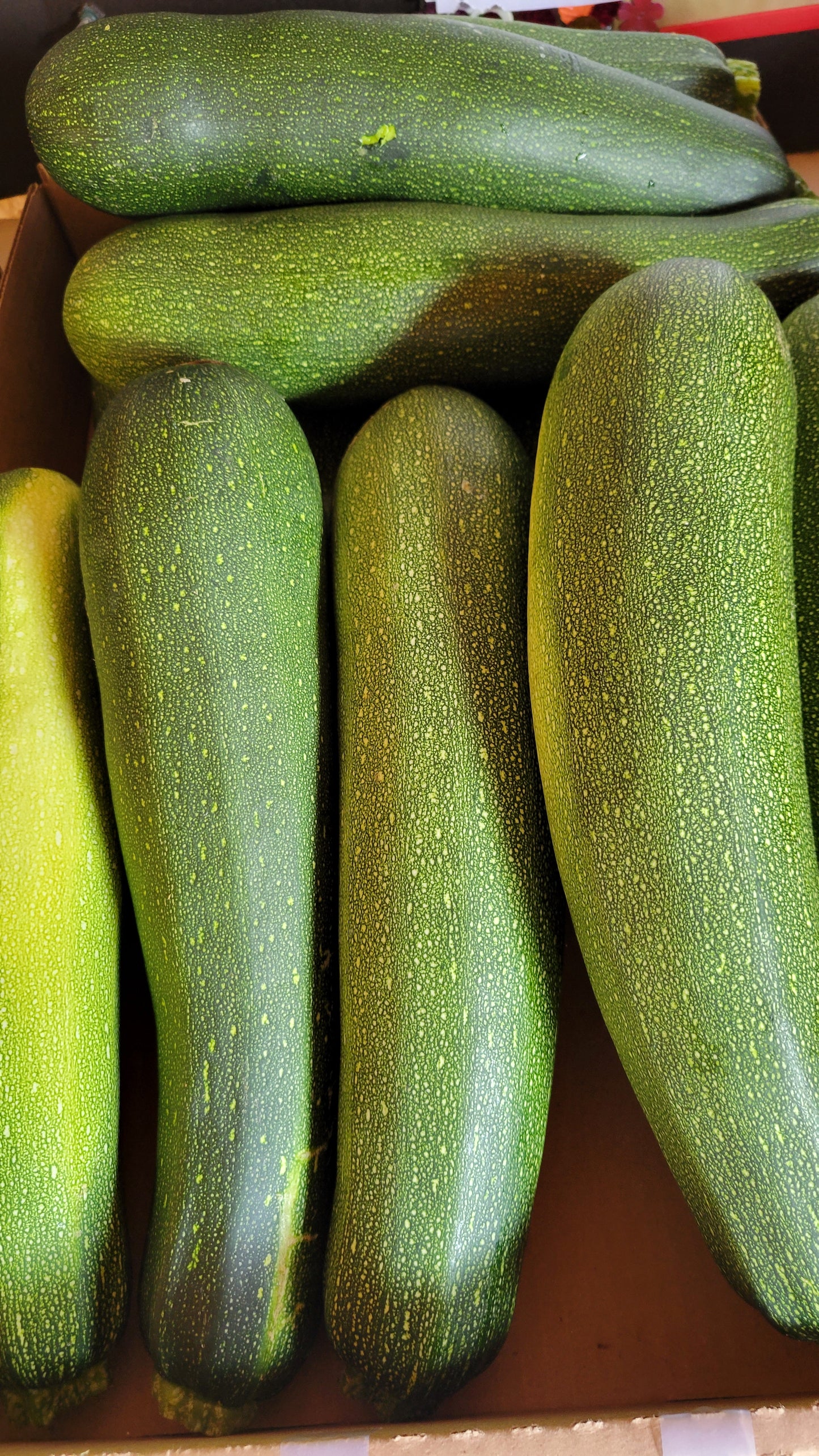 Green Zucchini, Large