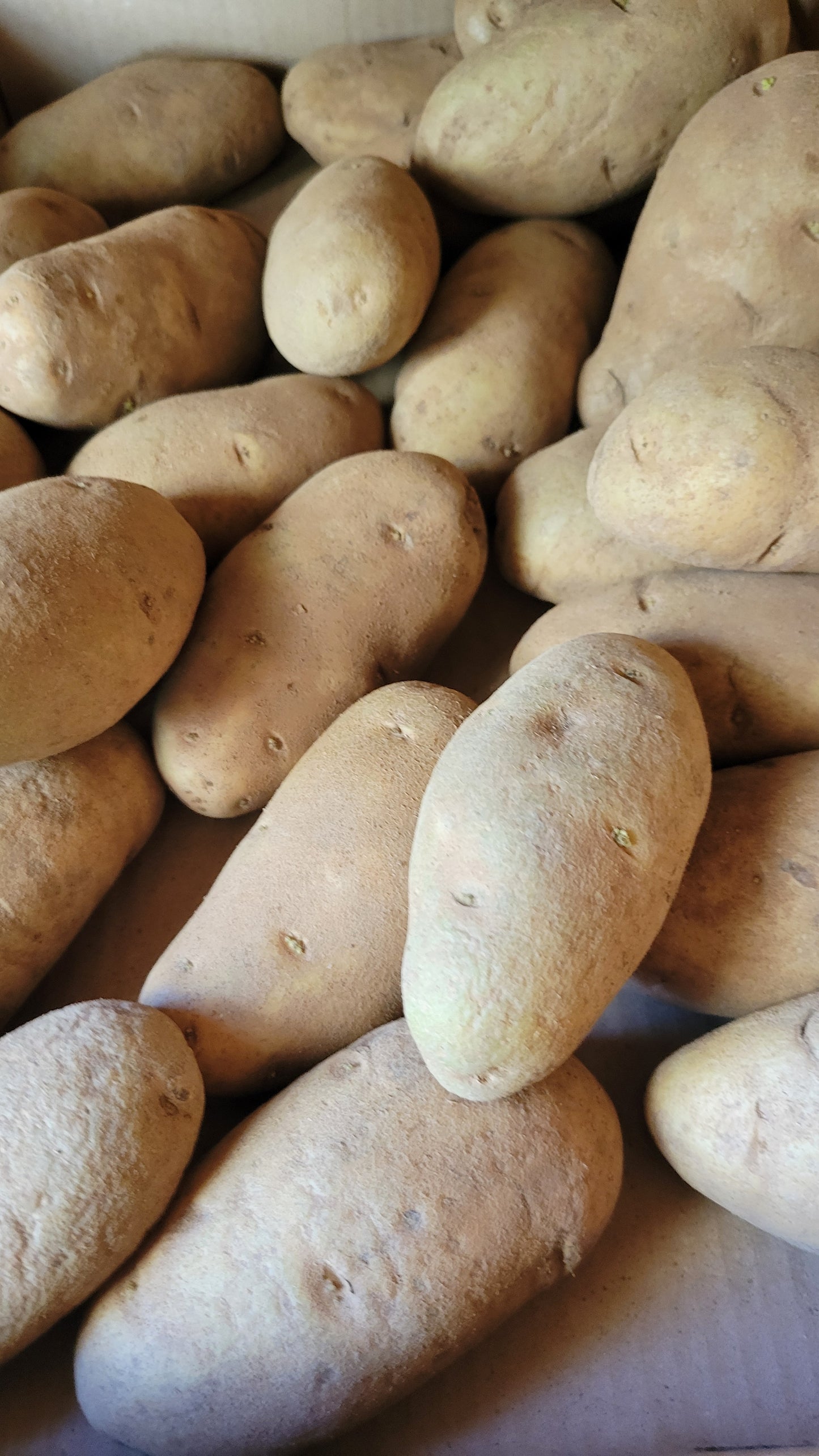 Potatoes