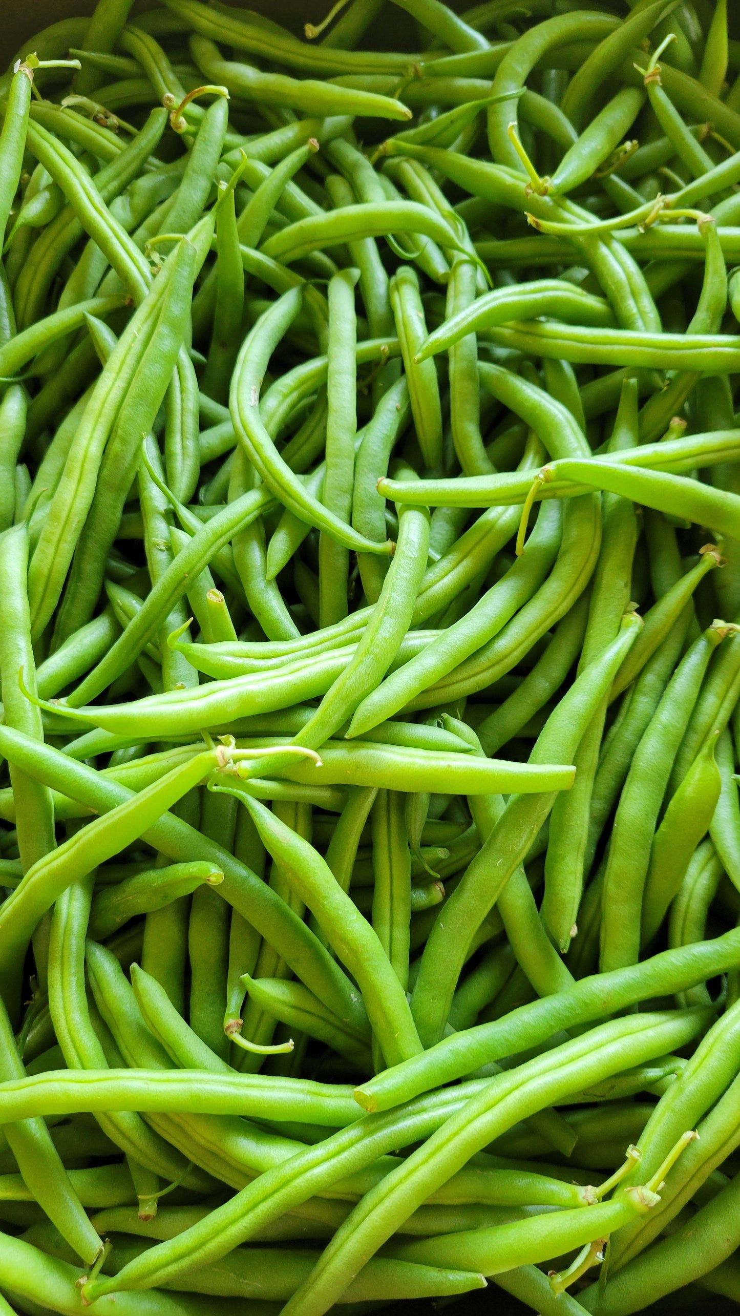 Green Beans, 10 oz.