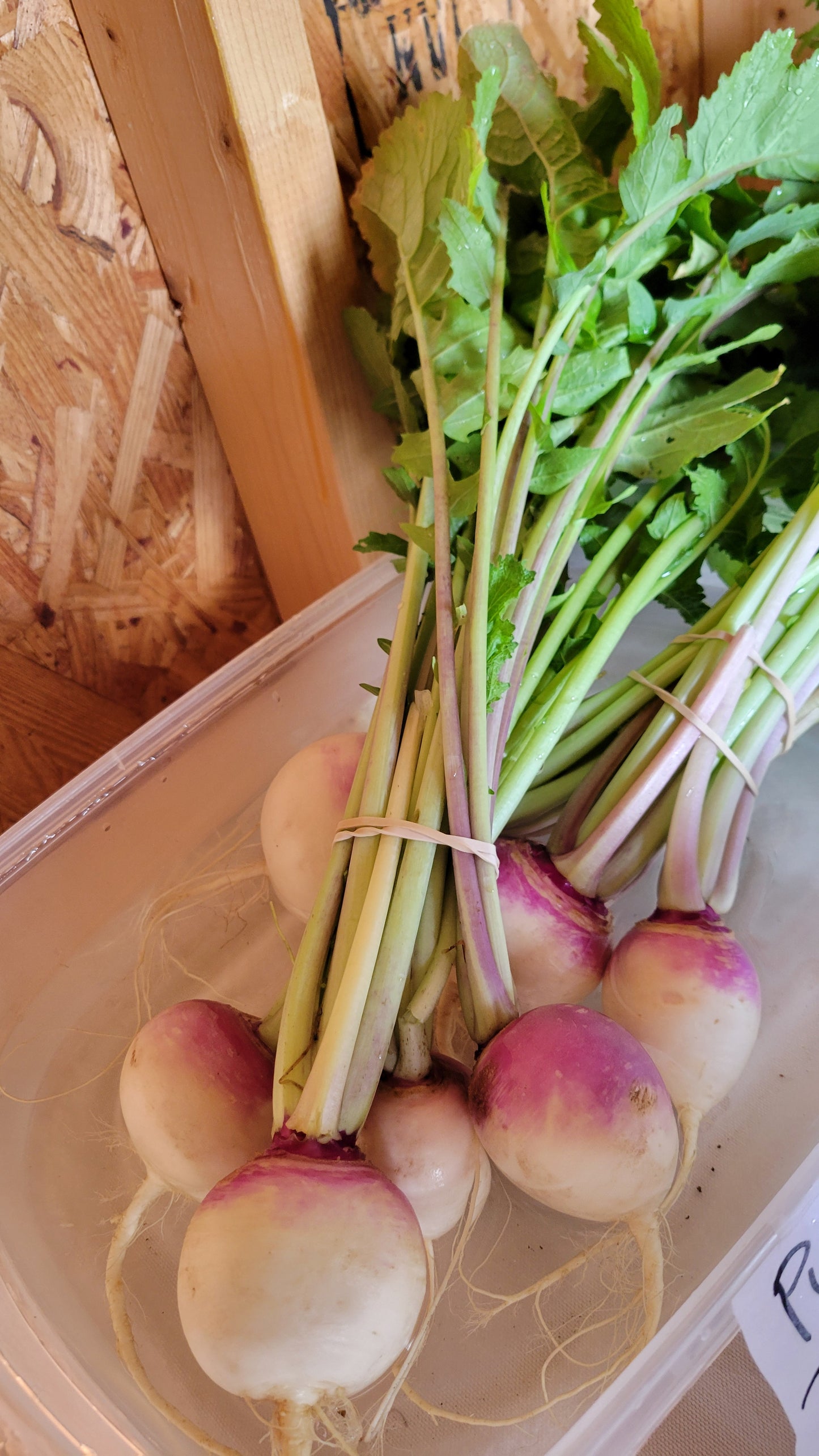 Purple top Turnips with Greens