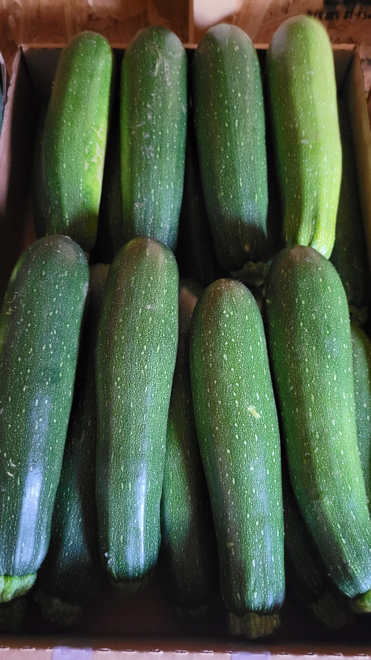 Green Zucchini, medium