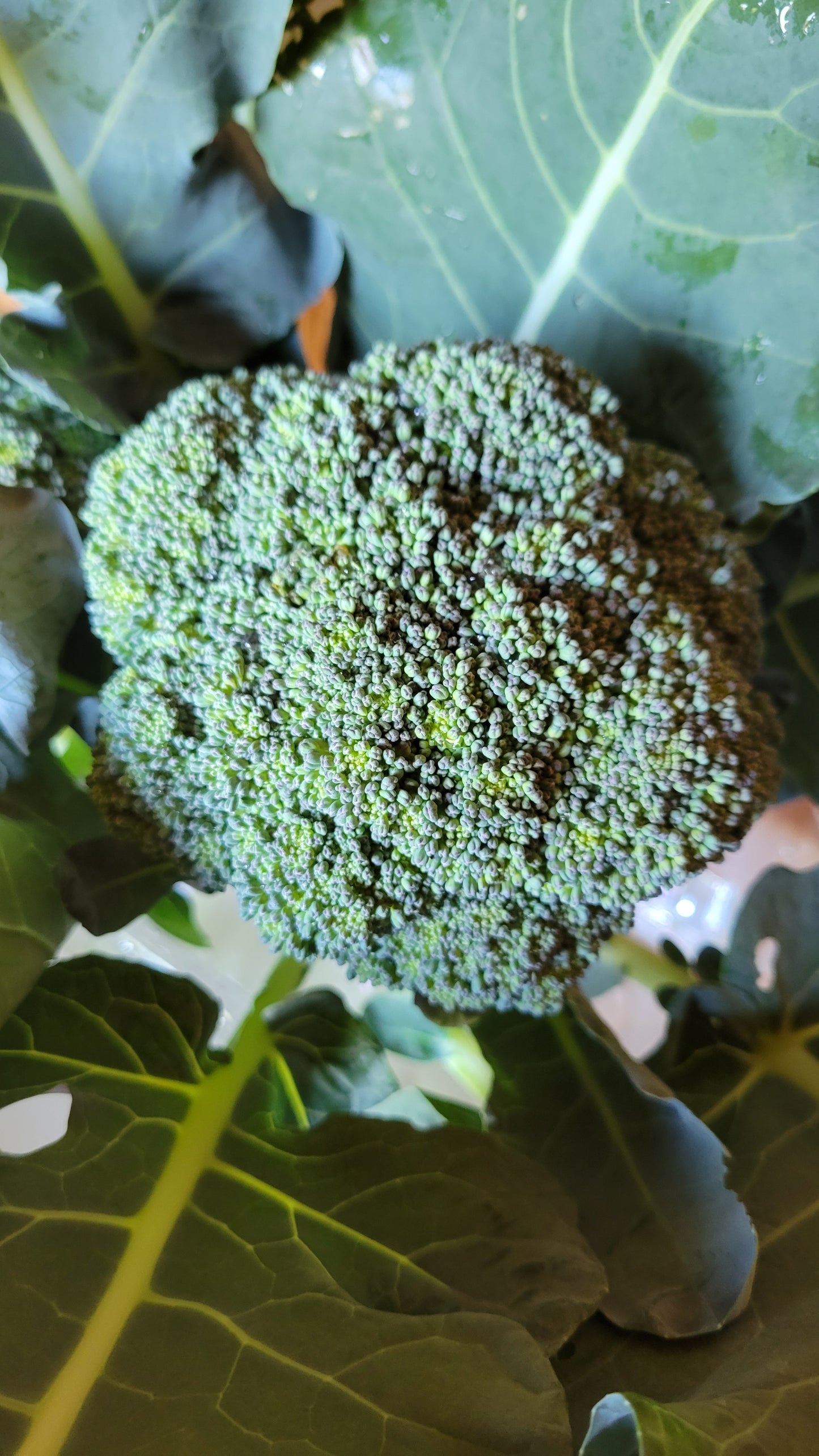 Broccoli
