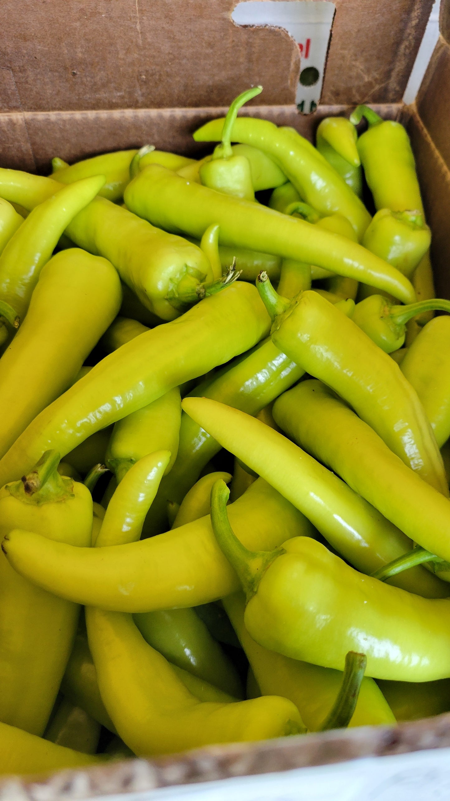 Hot Banana Peppers, Half Bushel