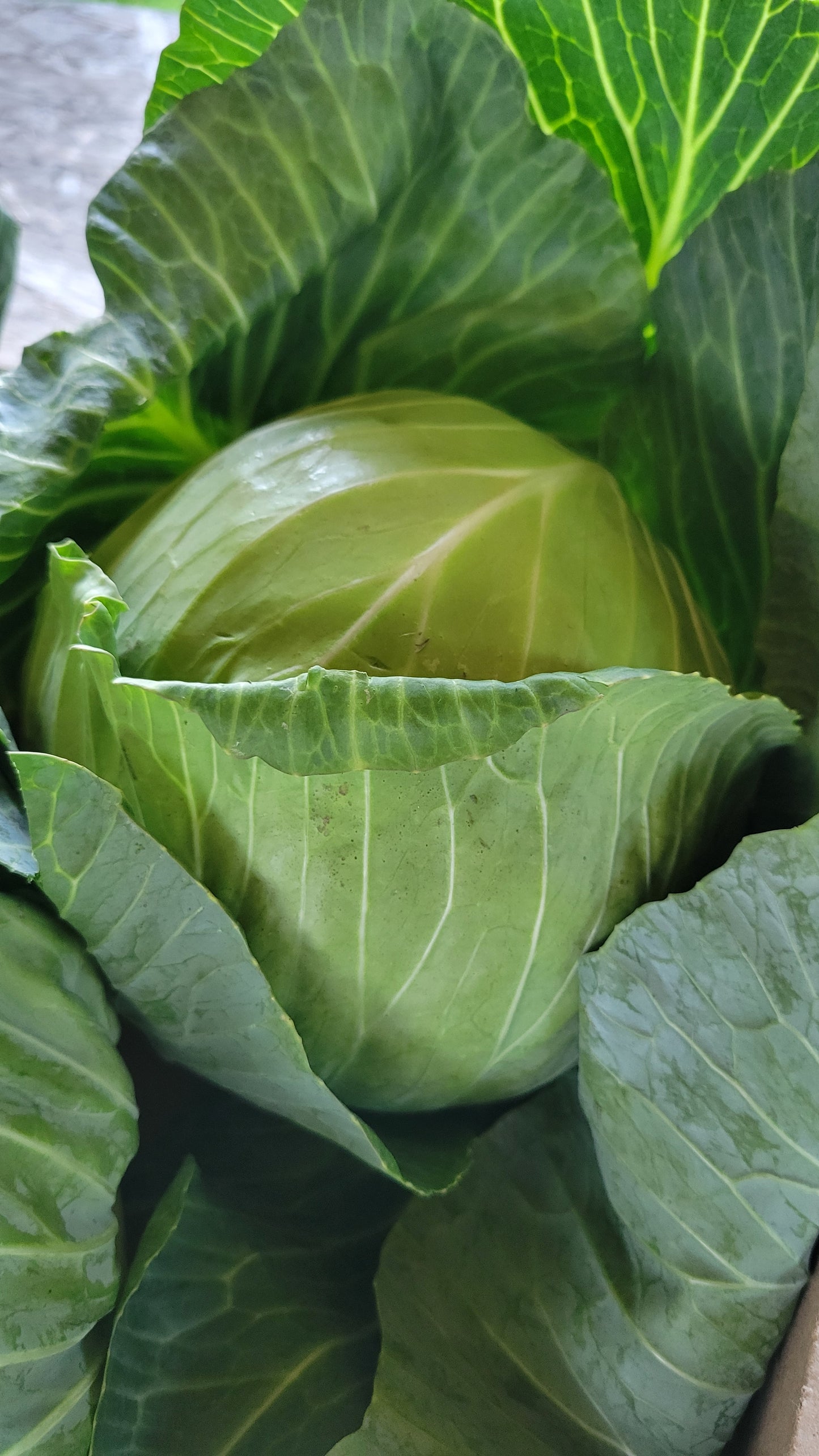 Cabbage