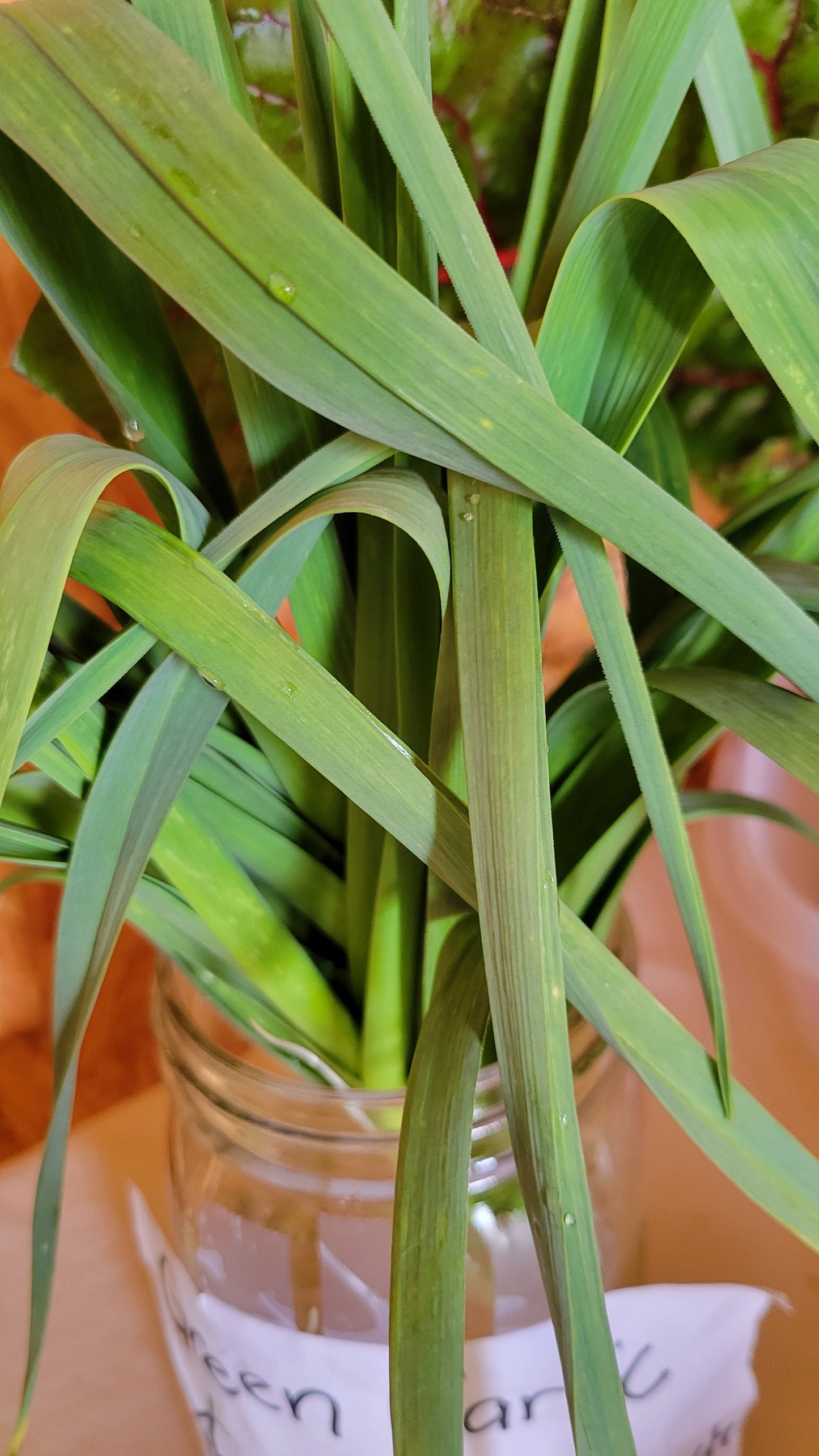 Green Garlic