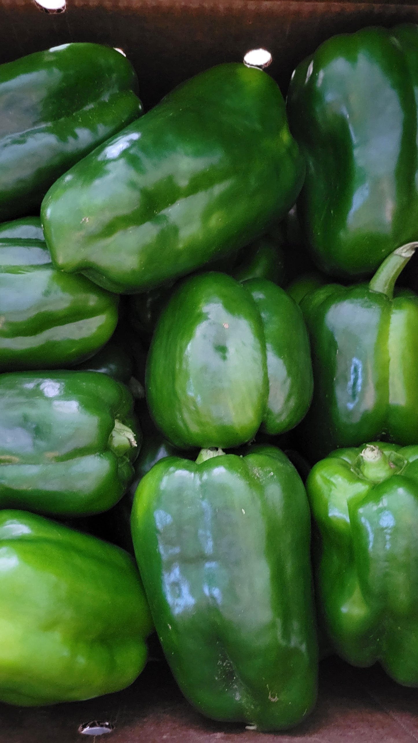 Green Bellpeppers, medium/small