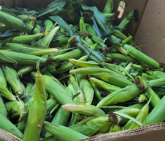 Sweet corn, 1 dozen