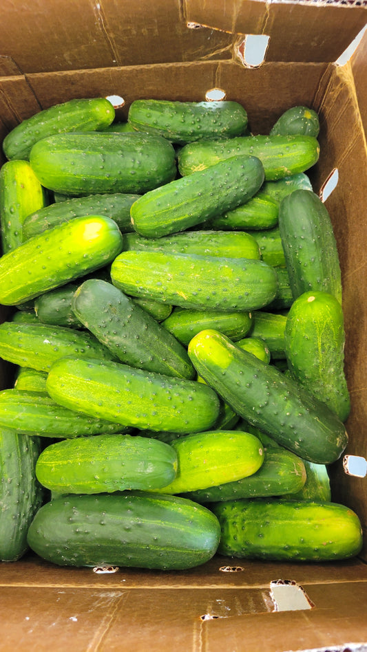 Pickling Cucumbers, Half Bushel