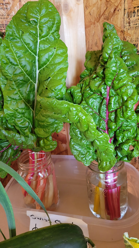 Swiss Chard