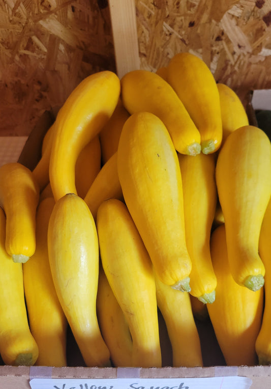 Yellow Squash