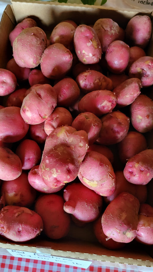 Red potatoes, medium