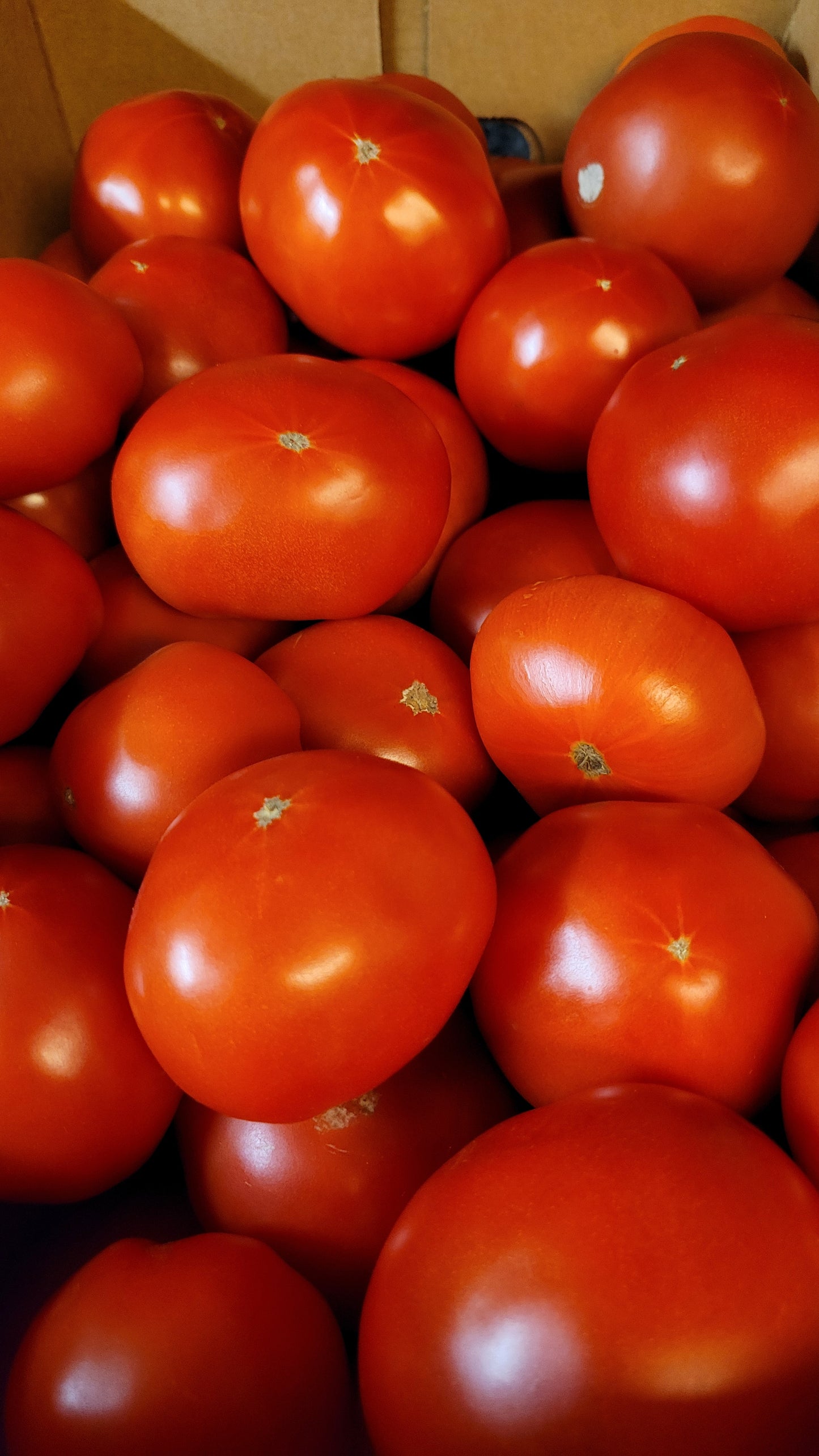 Canning Tomatoes 20 lb.