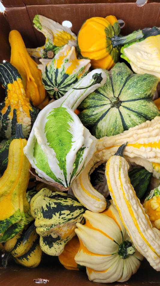 Gourds, Half Bushel