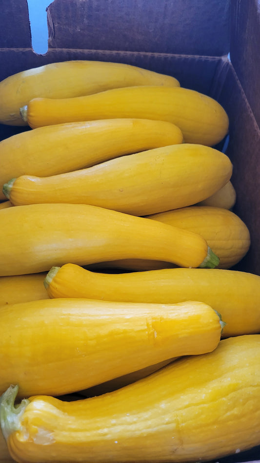 Yellow Squash, Half Bushel
